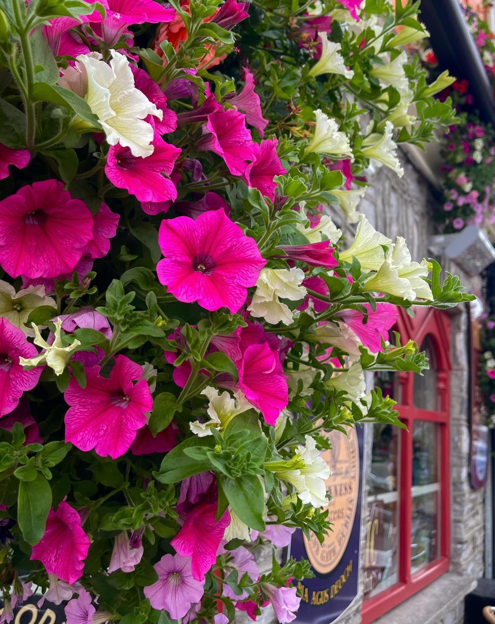 Foleys Ardmullen Townhouses Kenmare Εξωτερικό φωτογραφία